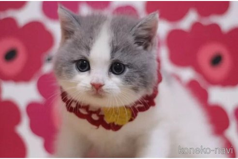 成約済の東京都のスコティッシュフォールド-100482の6枚目