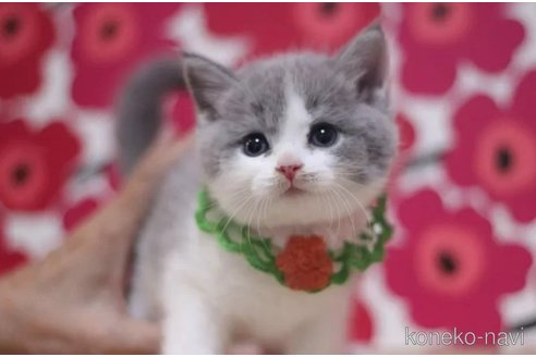 成約済の東京都のスコティッシュフォールド-100483の2枚目