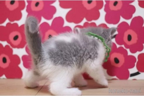 成約済の東京都のスコティッシュフォールド-100483の3枚目