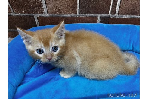成約済の東京都のブリティッシュショートヘア-100484の2枚目