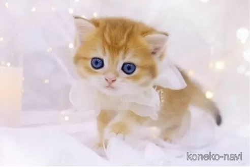 成約済の岐阜県のブリティッシュショートヘア-100494の3枚目