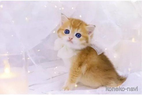 成約済の岐阜県のブリティッシュショートヘア-100494の2枚目
