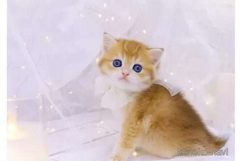 成約済の岐阜県のブリティッシュショートヘア-100494の4枚目