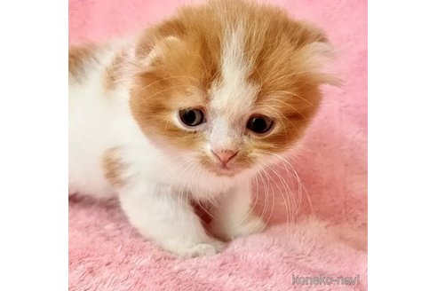 成約済の静岡県のスコティッシュフォールド(折れ耳)-100503の4枚目