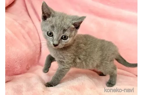 成約済の静岡県のシャルトリュー-100504の5枚目