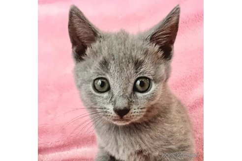 成約済の静岡県のシャルトリュー-100504の1枚目