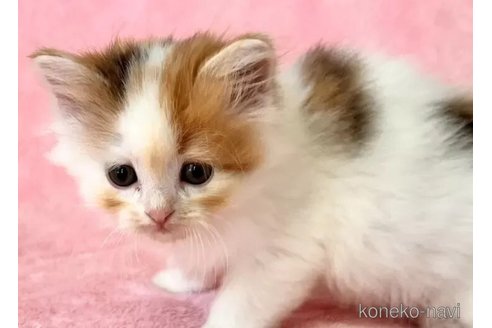 成約済の静岡県のスコティッシュフォールド-100505の4枚目