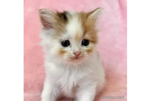成約済の静岡県のスコティッシュフォールド-100505の5枚目