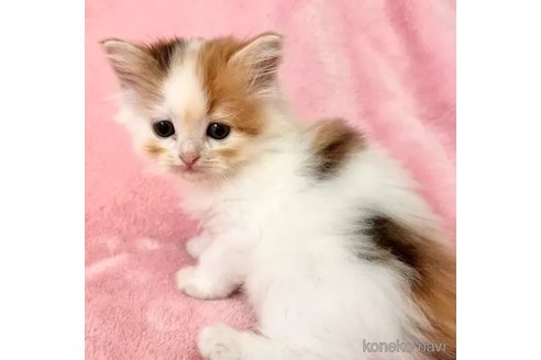 成約済の静岡県のスコティッシュフォールド-100505の2枚目
