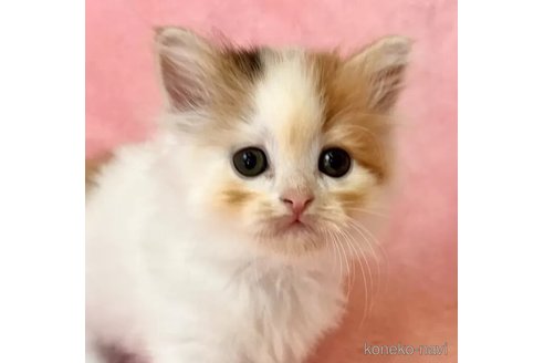 成約済の静岡県のスコティッシュフォールド-100505の1枚目