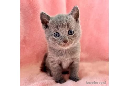 成約済の静岡県のシャルトリュー-100507の1枚目
