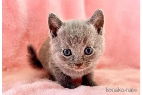 成約済の静岡県のシャルトリュー-100507の2枚目
