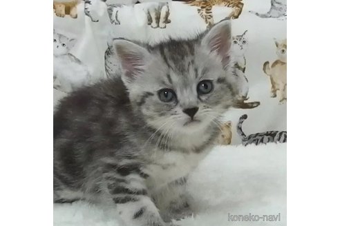 成約済の大阪府のマンチカン-100509の3枚目