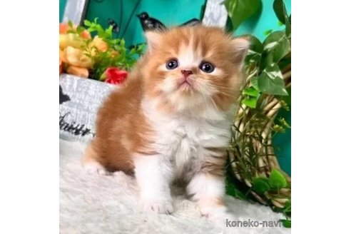 成約済の香川県のスコティッシュフォールド-100513の3枚目