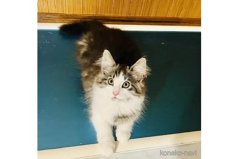 販売中の栃木県のノルウェージャンフォレストキャット-100529