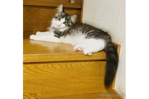 販売中の栃木県のノルウェージャンフォレストキャット-100529の2枚目