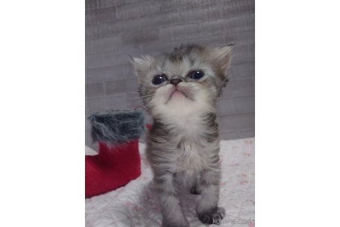 成約済の熊本県のエキゾチックロングヘア-100242の7枚目