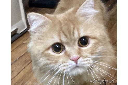 キングくん1枚目