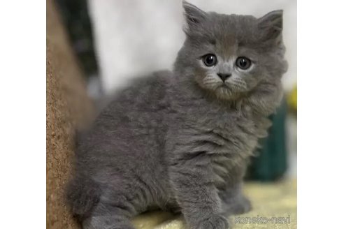 成約済の東京都のラガマフィン-100585の1枚目