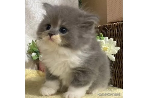 成約済の東京都のラガマフィン-100592の3枚目