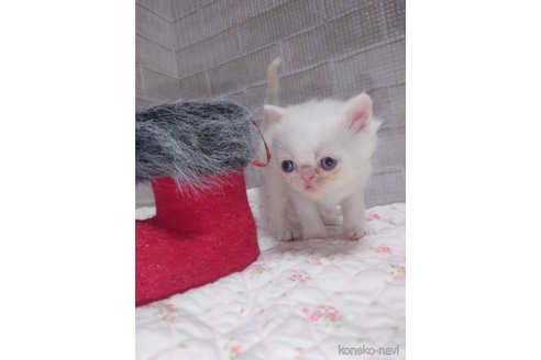 成約済の熊本県のエキゾチックショートヘア-100236の5枚目