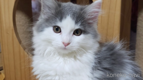 成約済の埼玉県のサイベリアン-97483の4枚目