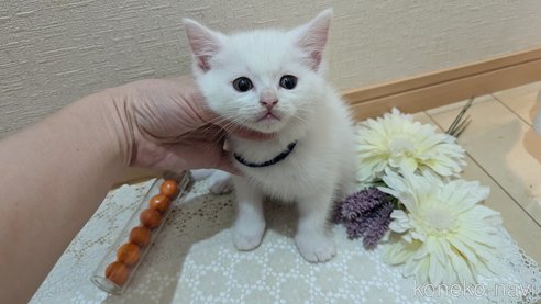 成約済の広島県のその他の猫種-97411の113枚目