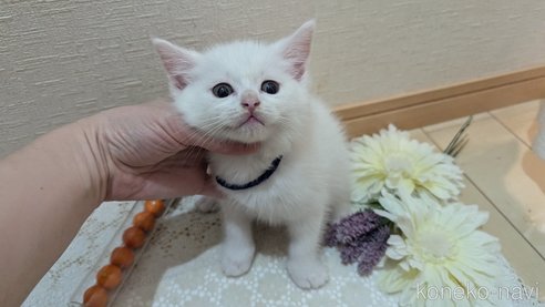 成約済の広島県のその他の猫種-97411の110枚目