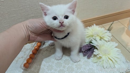 成約済の広島県のその他の猫種-97411の111枚目