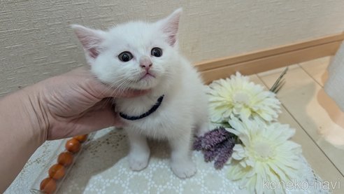 成約済の広島県のその他の猫種-97411の112枚目