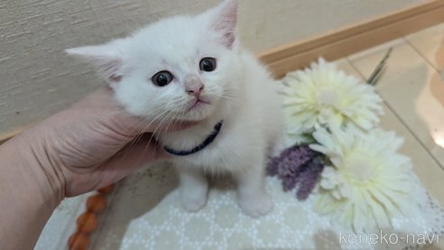 成約済の広島県のその他の猫種-97411の109枚目