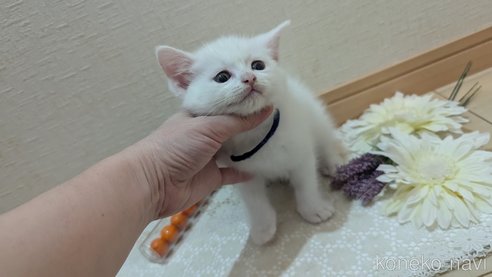 成約済の広島県のその他の猫種-97411の107枚目