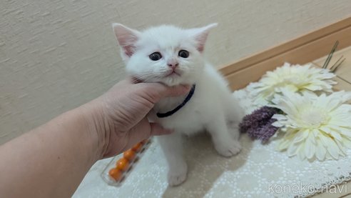 成約済の広島県のその他の猫種-97411の108枚目