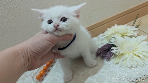 成約済の広島県のその他の猫種-97411の106枚目