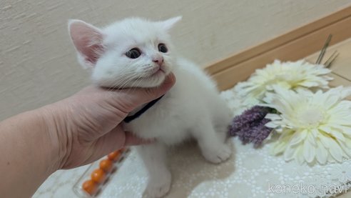 成約済の広島県のその他の猫種-97411の104枚目