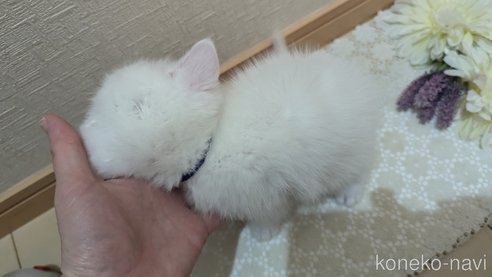 成約済の広島県のその他の猫種-97411の102枚目