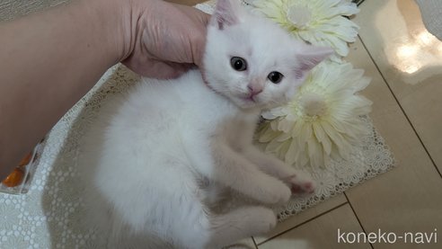 成約済の広島県のその他の猫種-97410の52枚目