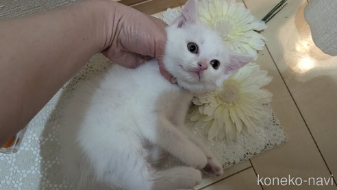 成約済の広島県のその他の猫種-97410の50枚目