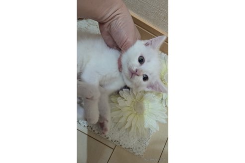成約済の広島県のその他の猫種-97410の51枚目