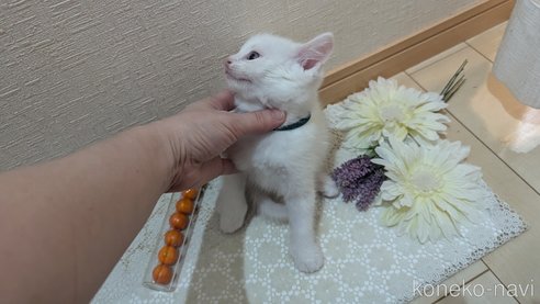 成約済の広島県のその他の猫種-97410の48枚目