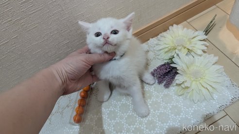 成約済の広島県のその他の猫種-97410の47枚目