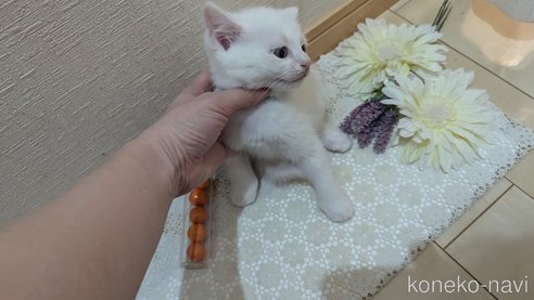 成約済の広島県のその他の猫種-97410の45枚目