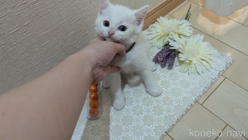 成約済の広島県のその他の猫種-97410の46枚目