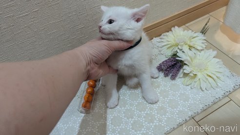 成約済の広島県のその他の猫種-97410の44枚目