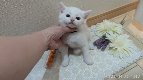 成約済の広島県のその他の猫種-97410の42枚目