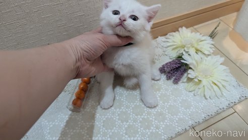 成約済の広島県のその他の猫種-97410の43枚目