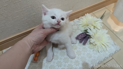 成約済の広島県のその他の猫種-97410の40枚目