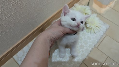 成約済の広島県のその他の猫種-97410の41枚目