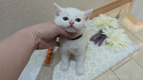 成約済の広島県のその他の猫種-97410の39枚目