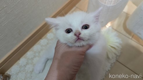 成約済の広島県のその他の猫種-97409の56枚目